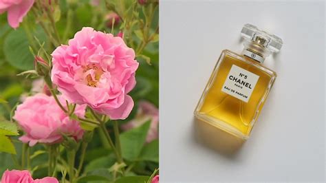 chanel n 5 ingredienti|chanel no 5 location.